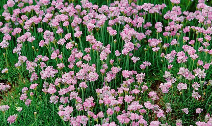 Sündermanns Garten-Grasnelke