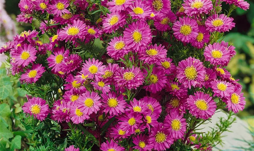 Garten-Glattblatt-Aster 'Carmina'