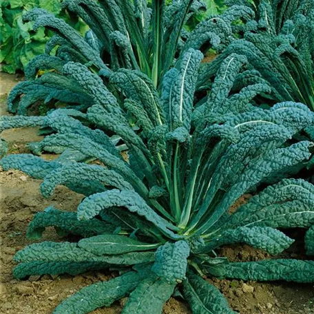 Brassica oleracea var. acephala 'Black Magic'