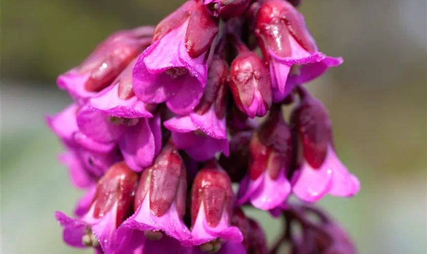 Garten-Bergenie 'Admiral'