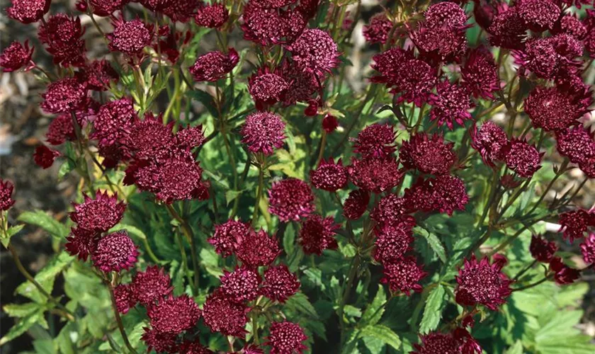 Garten-Sterndolde 'Ruby Cloud'