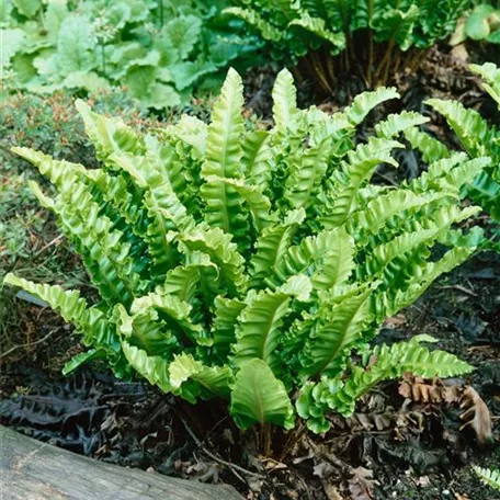 Asplenium scolopendrium 'Undulatum'