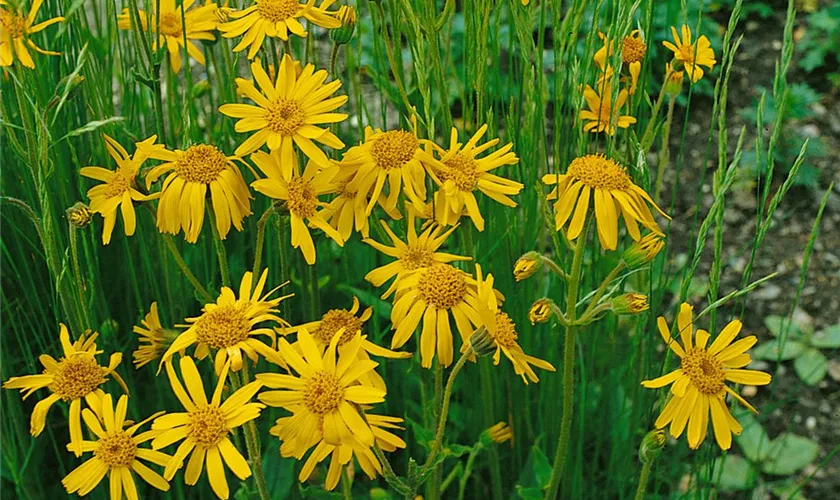 Arnica chamissonis subsp. foliosa