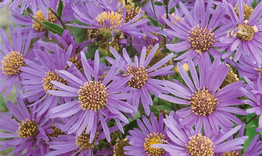 Garten-Glattblatt-Aster 'Dauerblau'