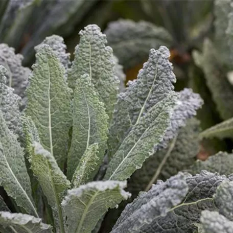 Brassica oleracea var. acephala 'Nero di Toscana'