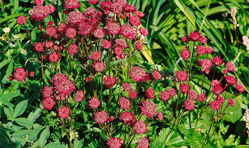 Garten-Sterndolde 'Ruby Wedding'