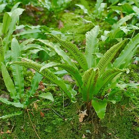 Asplenium scolopendrium 'Angustifolia'