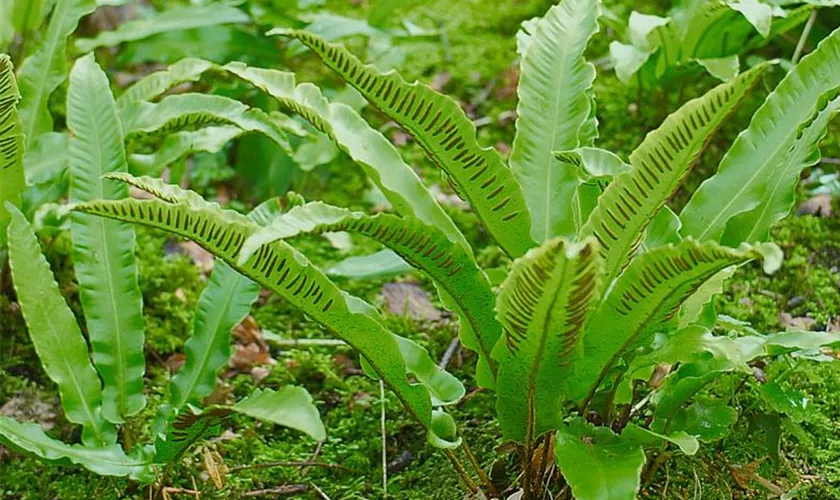 Hirschzungenfarn 'Angustifolia'