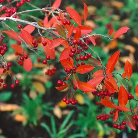 Aronia arbutifolia 'Brilliant'