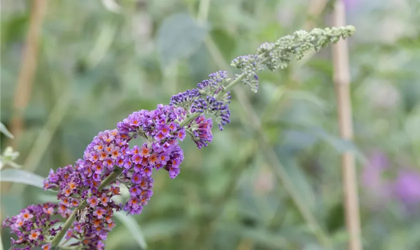 Sommerflieder 'Bicolor'