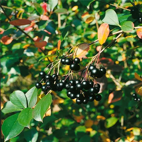 Aronia melanocarpa 'Serina'