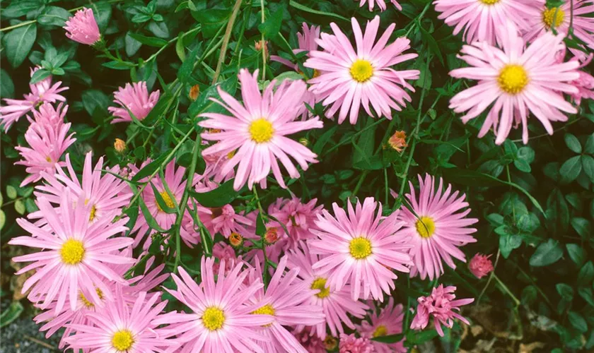 Garten-Glattblatt-Aster 'Fellowship'