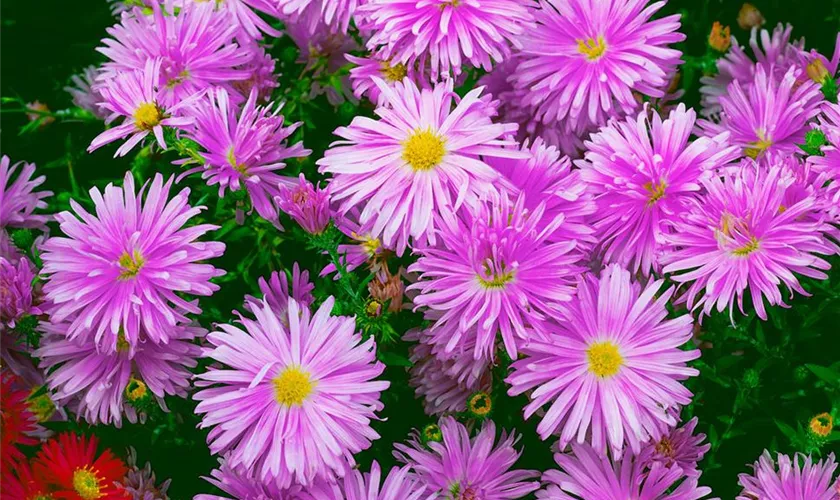 Garten-Glattblatt-Aster 'Karminkuppel'