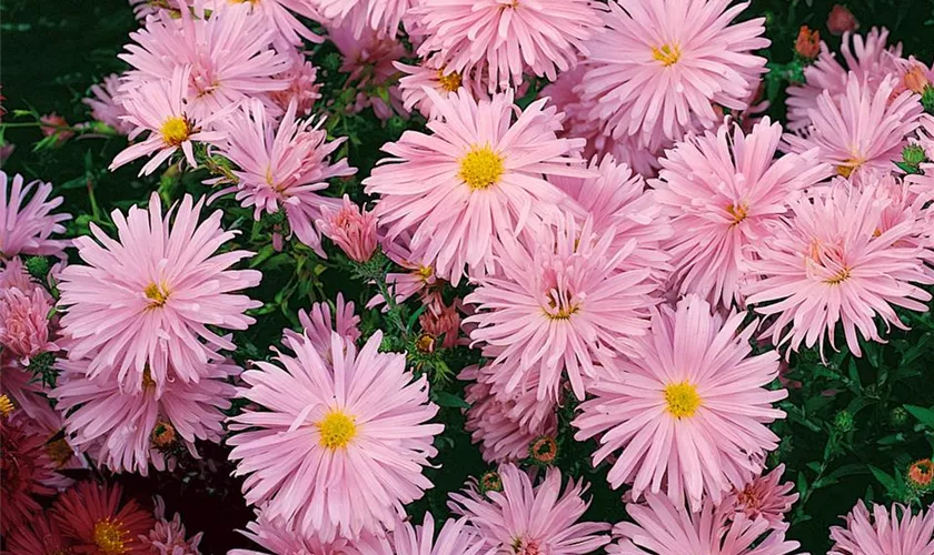 Garten-Glattblatt-Aster 'Rosaperle'