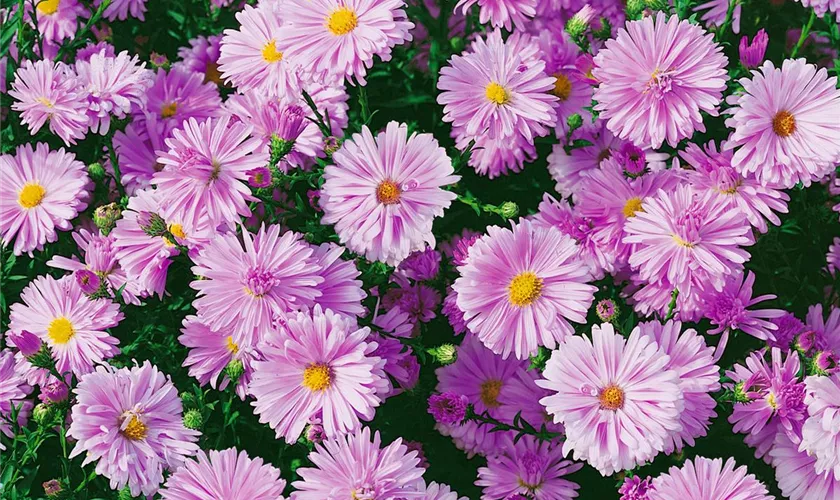 Garten-Glattblatt-Aster 'Gnom'