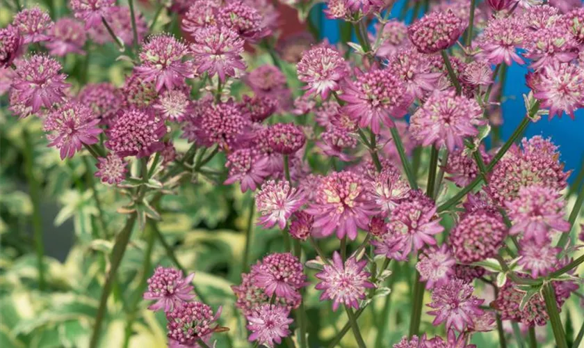 Garten-Sterndolde 'Star of Magic'