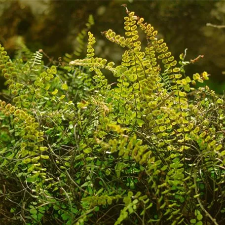 Asplenium trichomanes 'Incisum'