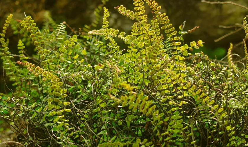 Garten-Streifenfarn 'Incisum'