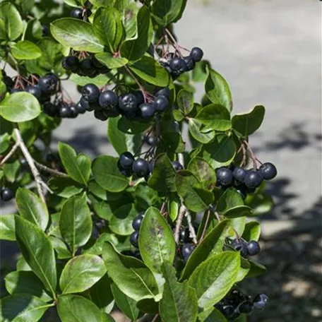 Aronia melanocarpa 'Eastland'