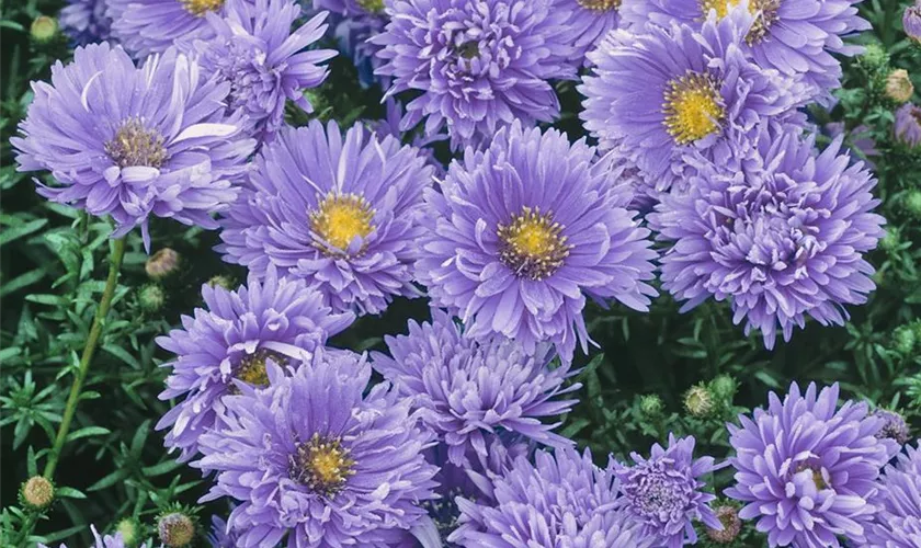 Garten-Glattblatt-Aster 'Helene'