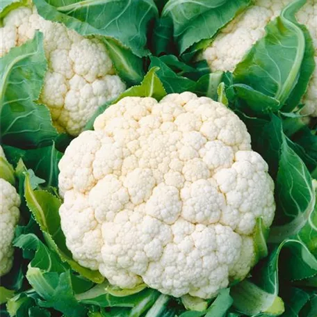 Brassica oleracea var. botrytis 'Eskimo'