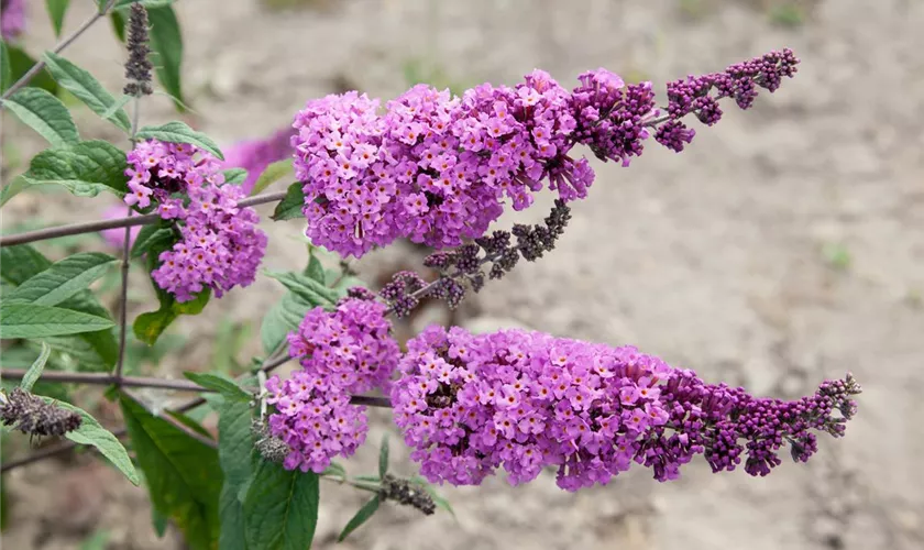 Sommerflieder 'Border Beauty'