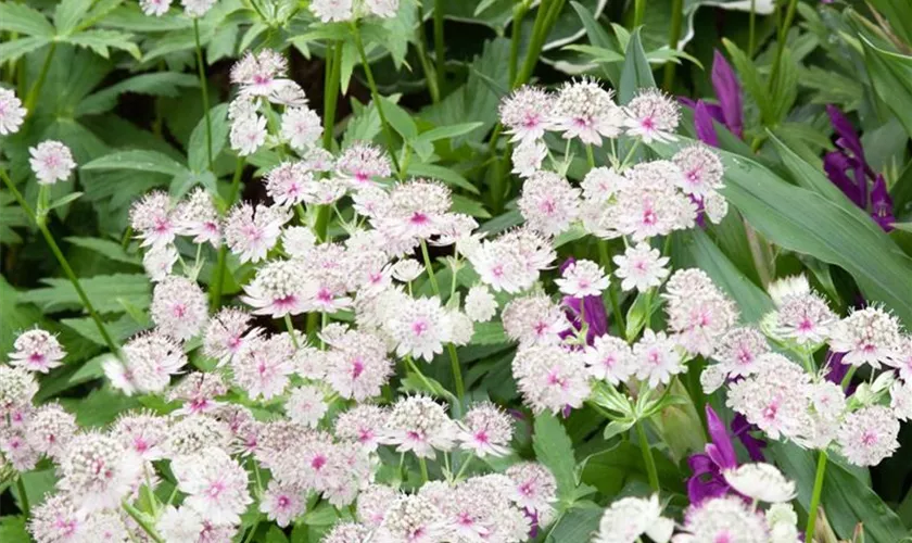 Garten-Sterndolde 'Whitish Pink'