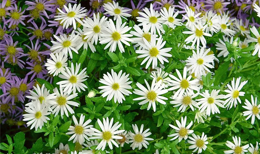 Wild-Aster 'Ashvi'