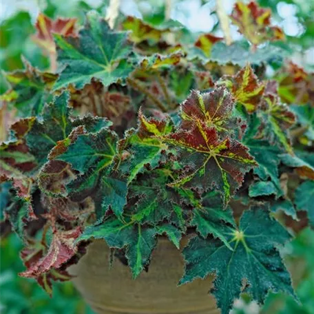 Begonia bowerae