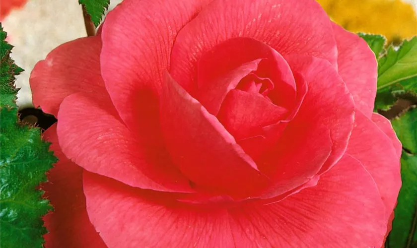 Begonia 'Camellia-Type'