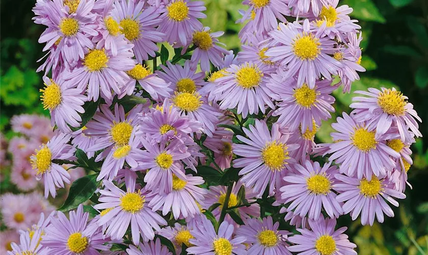 Garten-Glattblatt-Aster 'Magnet'