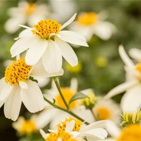 Bidens ferulifolia 'Giant'™