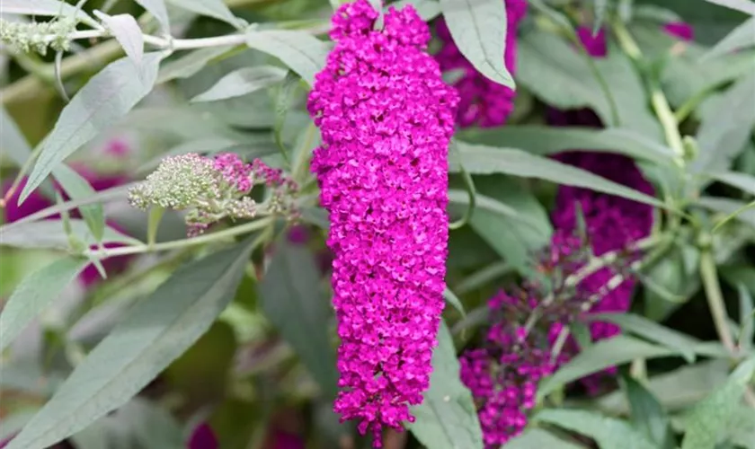 Sommerflieder 'Cardinal'