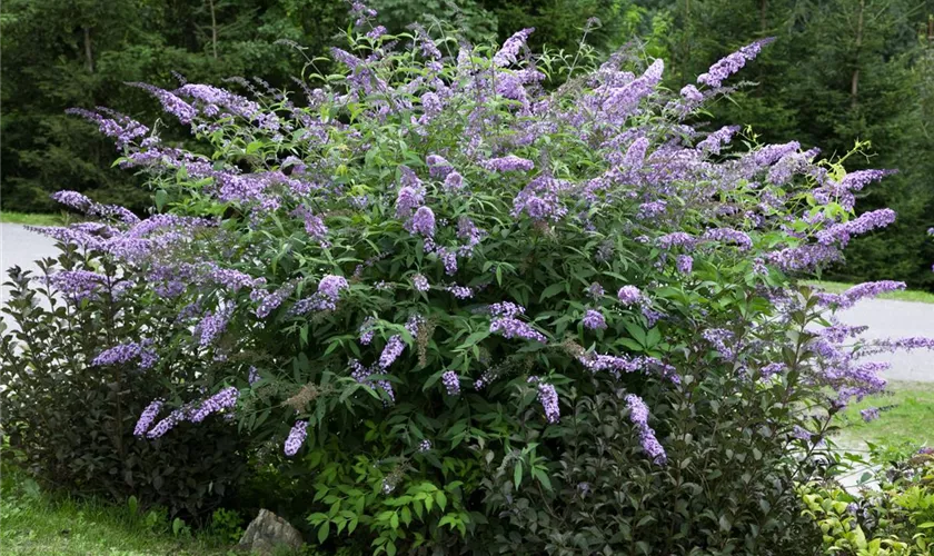 Sommerflieder 'Lilac Turtle'