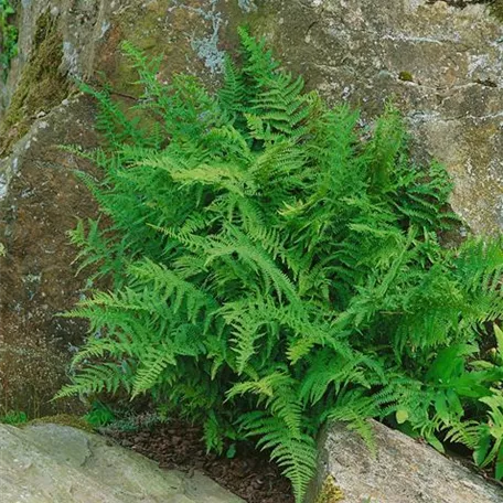 Athyrium filix-femina 'Minutissimum'