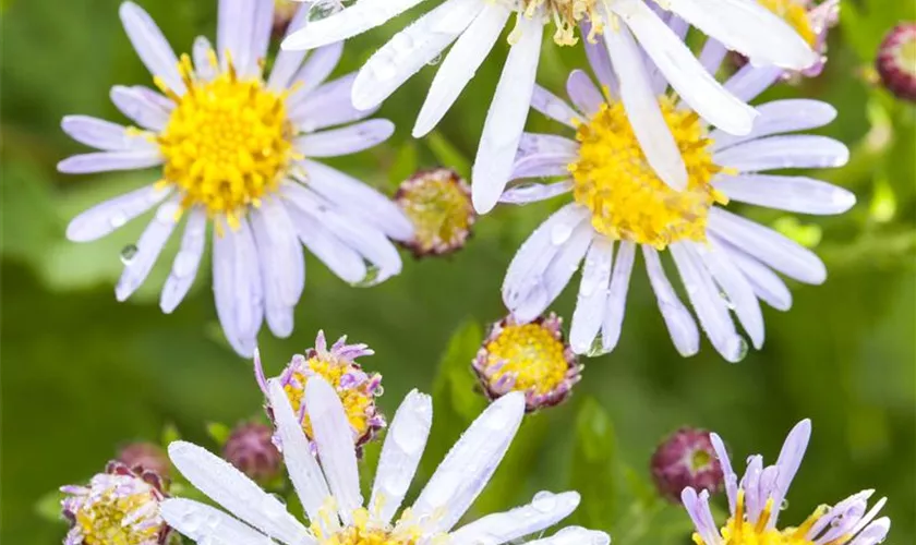 Wild-Aster 'Asran'