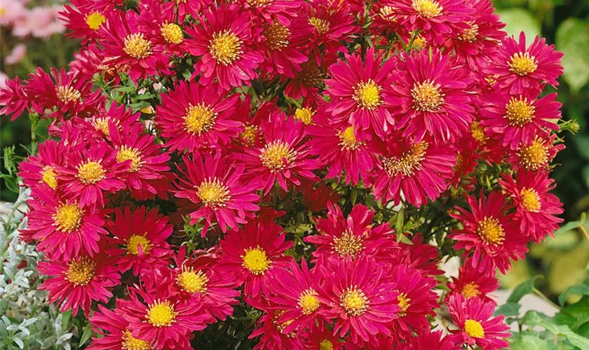 Garten-Glattblatt-Aster 'Melbourne Belle'