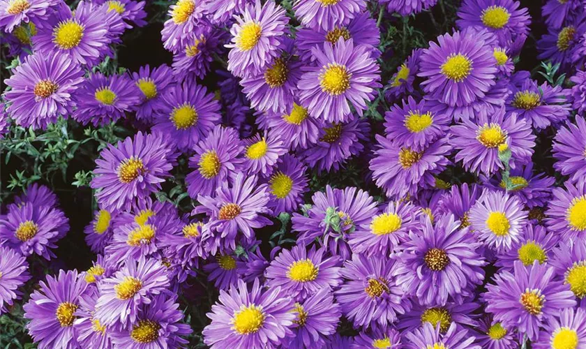 Garten-Glattblatt-Aster 'Nachthimmel'