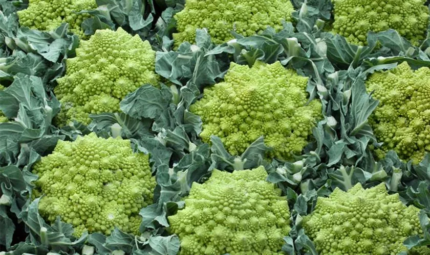 Romanesco-Blumenkohl 'Veronica F1'