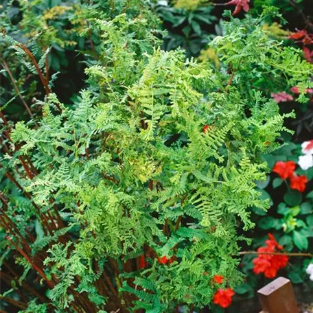 Athyrium filix-femina 'Cristatum'