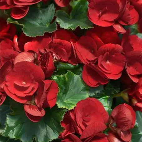 Begonia elatior 'Barkos'®