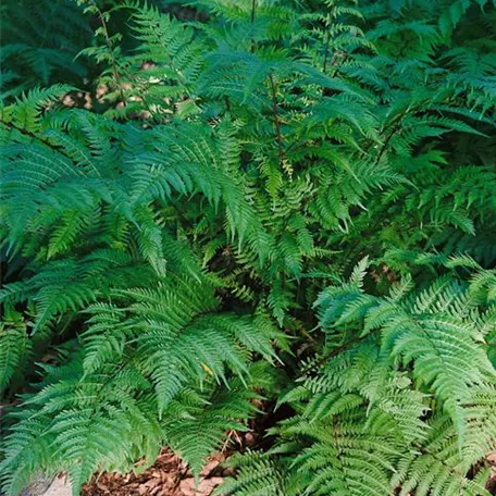 Athyrium filix-femina 'Lady in Red'