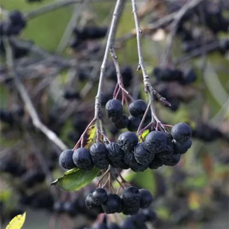 Aronia x prunifolia 'Viking', Stamm