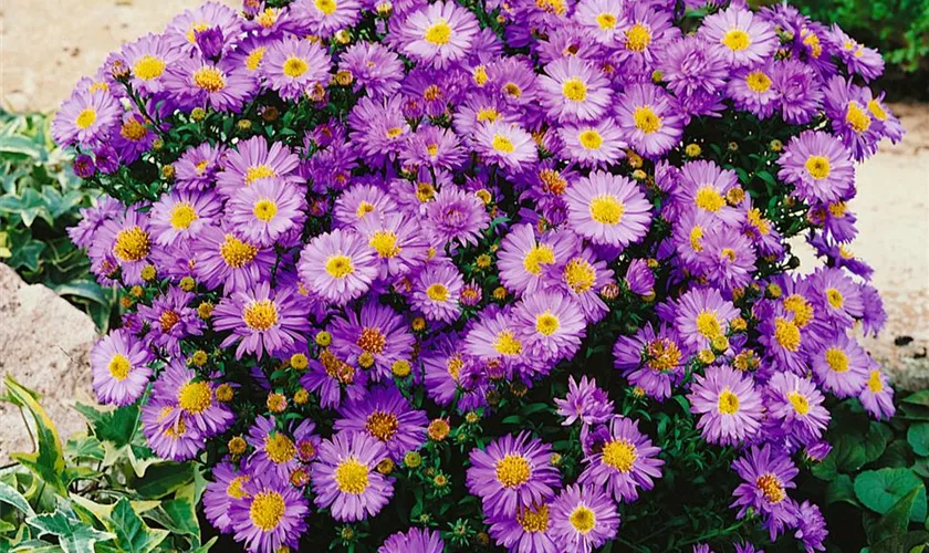 Garten-Glattblatt-Aster 'Purple Viking'