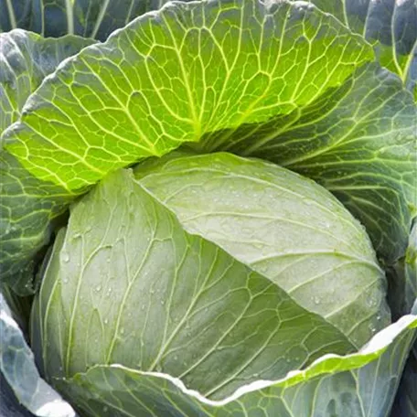 Brassica oleracea var. capitata f. alba 'Juni Riesen'