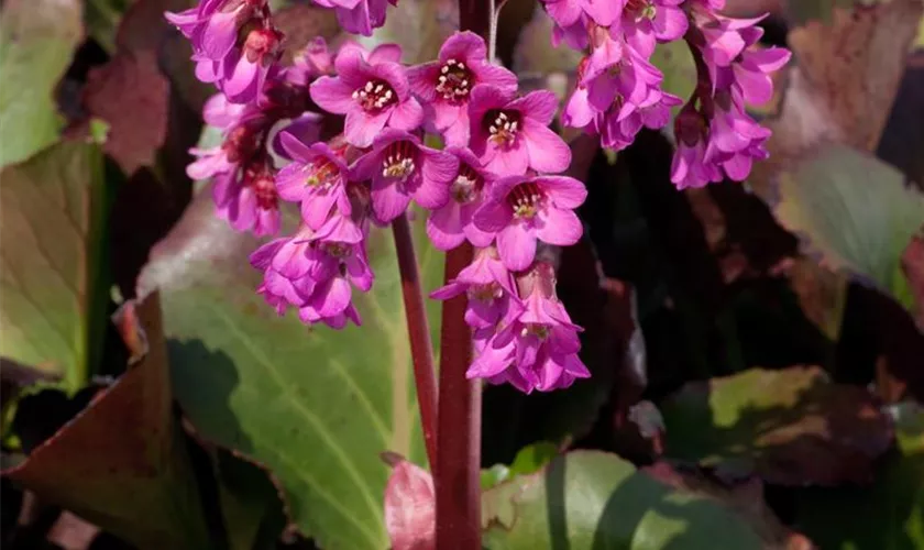 Garten-Bergenie 'Oeschberg'