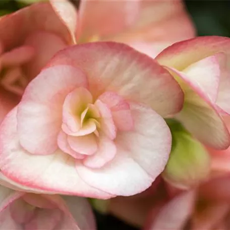 Begonia elatior 'Camilla'