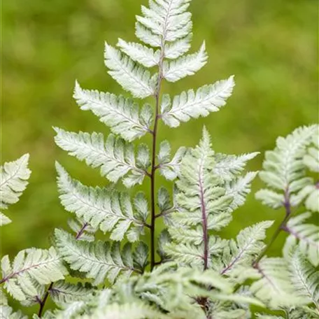 Athyrium niponicum