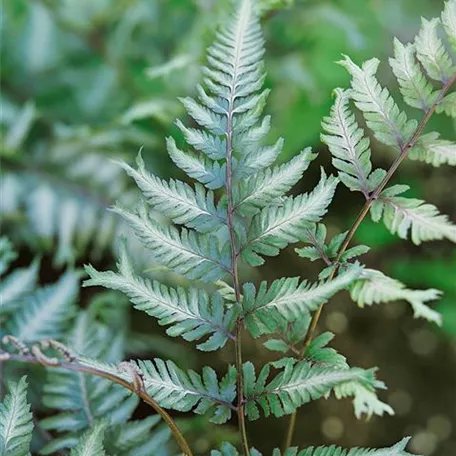 Athyrium