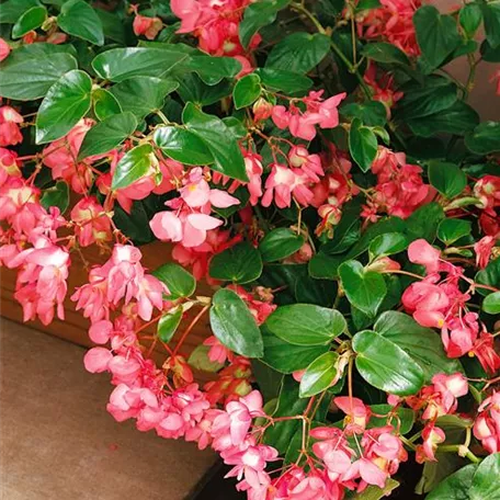 Begonia elatior 'Celina'